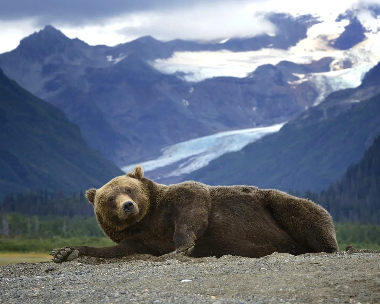 Обитатели аляски. Гризли на Аляске. Медведь Гризли на Аляске. Северная Америка медведь Гризли. Гризли Медвежьи Аляска Хищные.