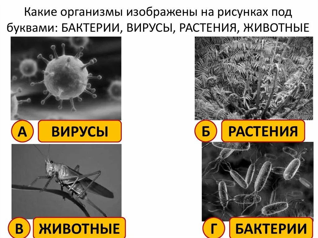 Вирусы животных и растений. Вирусы бактерий и растений. Общие признаки животных растений и вирусов. Вирусы бактерии животные.