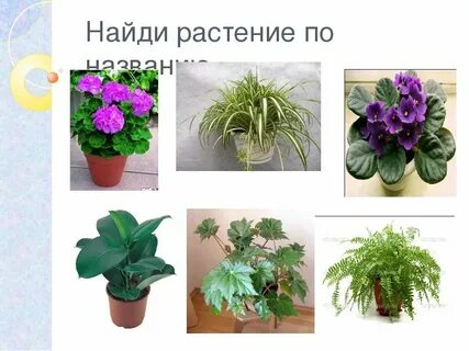 Распознать название растения