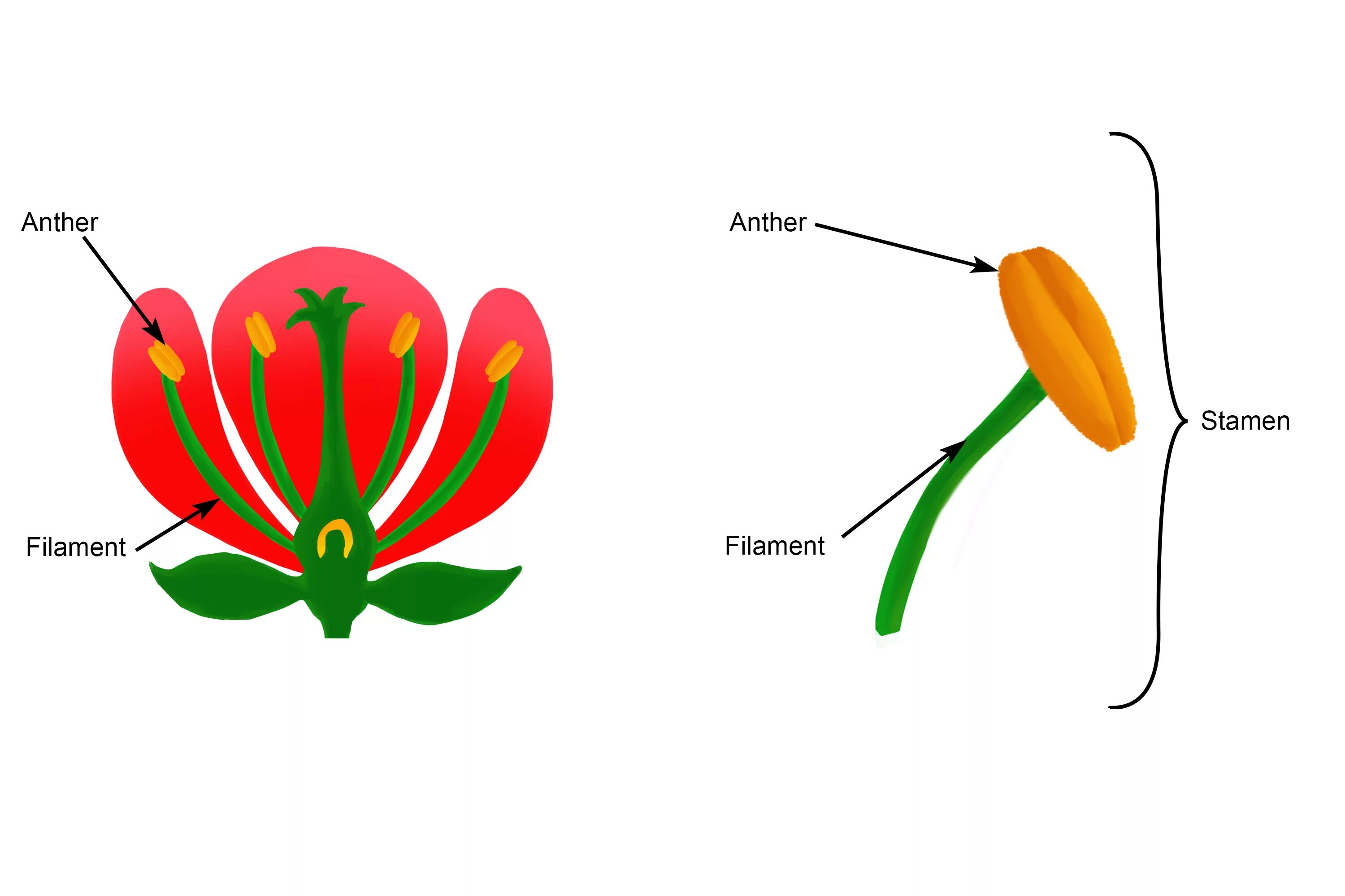Как выглядит тычинка и пестик у цветка Dissecting a Flower to Teach Structure and Function NGSS4-LS1=1 and NGSS 4-LS1-2
