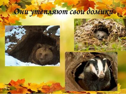 Как готовятся звери к зиме для детей