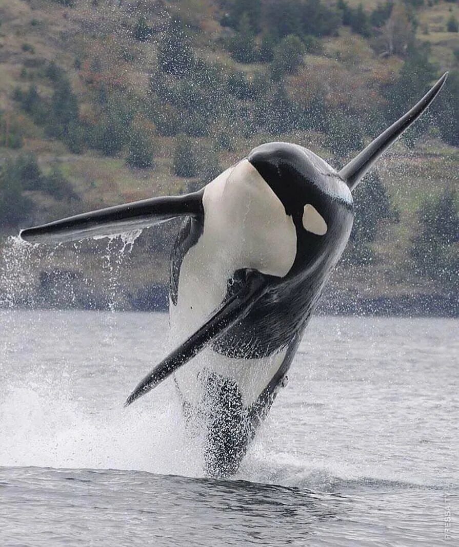 кит и касатка и дельфин. кит акула касатка дельфин. касатка кит убийца. косатка или касатка. касатка кит убийца.