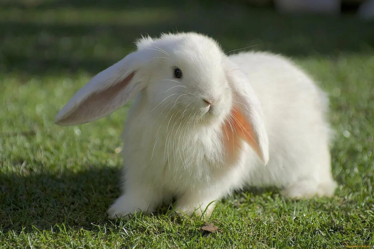 Кролик картинка. Хиколь кролики. Белый кролик. Заяц белый. Маленький белый кролик.