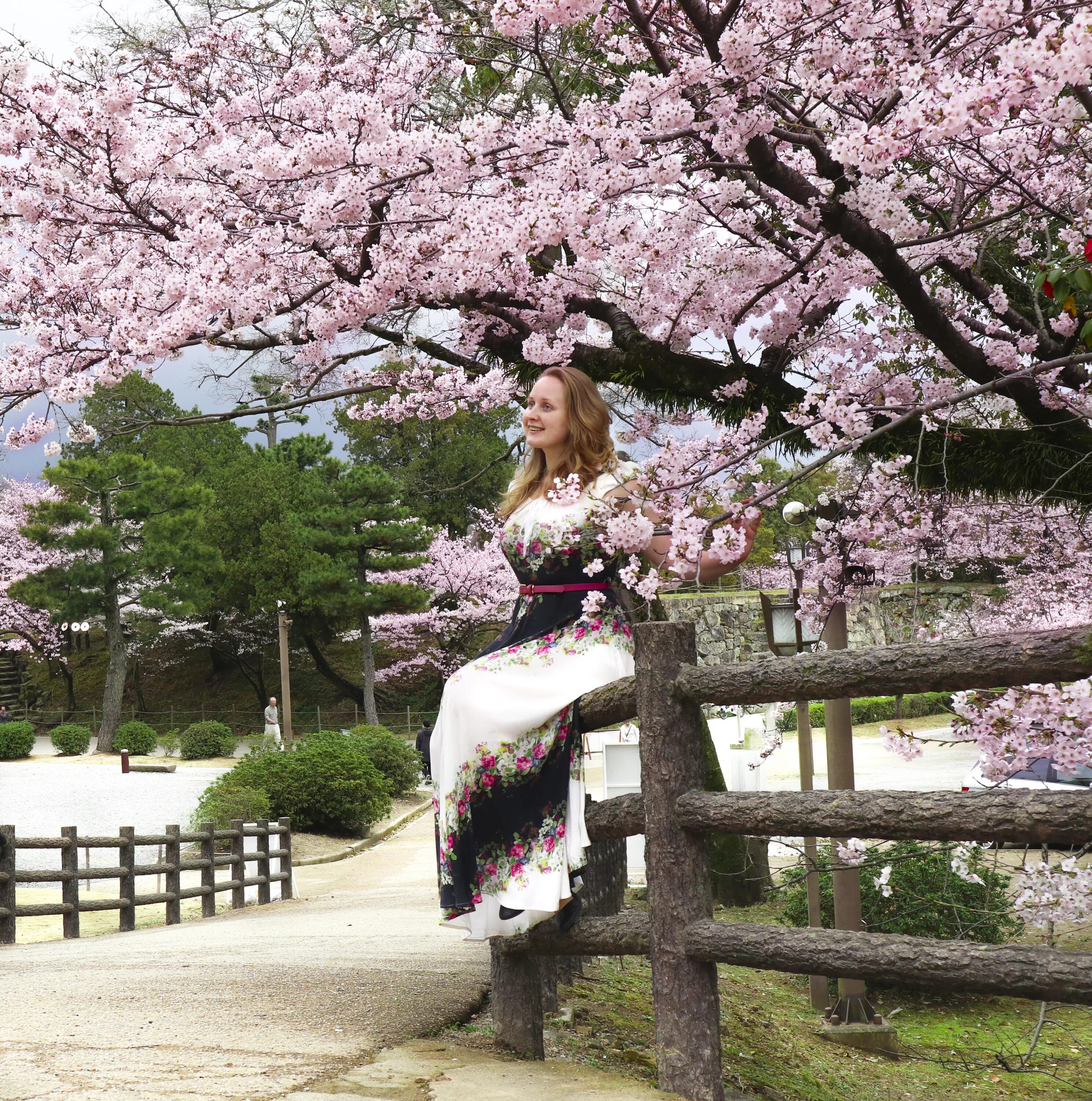 Сакура цветет в саду. Цветение Сакуры. Цветущие сады Японии. Сад Сакуры. Сакура цветет.