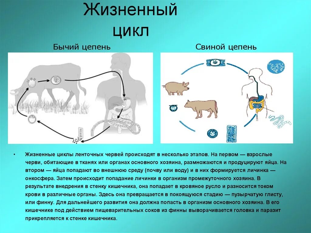 Жизненный цикл бычьего цепня начиная с яиц