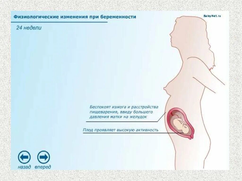 Физиология беременности. Физиологическая беременность. Физиологическое течение беременности кратко. Физиологическая беременность презентация. Физиологическая беременность и физиологические роды