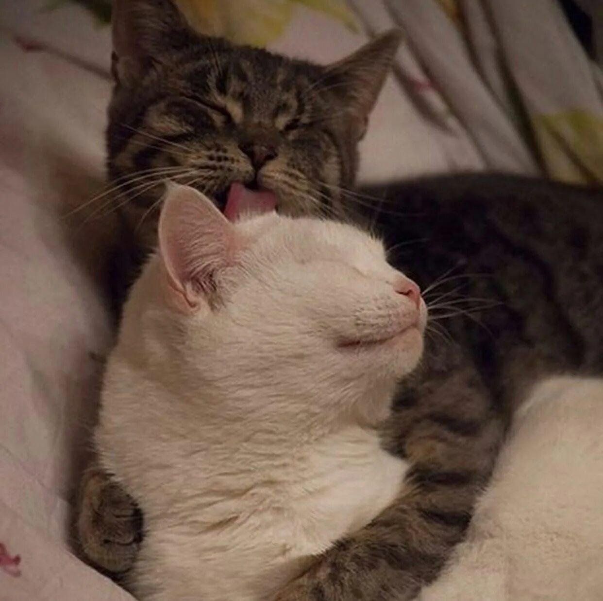 Кошка мур мур. Котики мур мур. Маленькие котята пушистые. Гламурные стикеры. Мур котик.