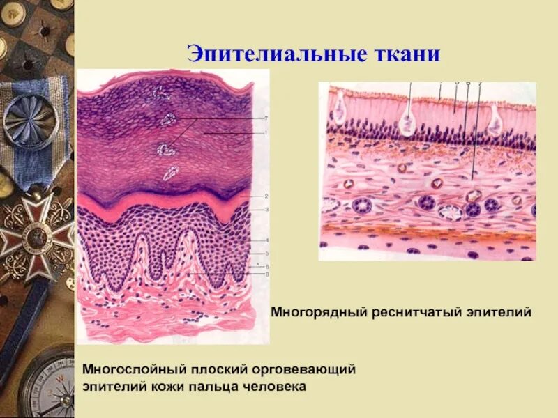 Эпителиальная ткань кожный эпителий. Многослойный плоский эпителий ткани. Многослойный плоский эпителий кожи пальца человека. Многослойный ороговевающий эпителий пальца.
