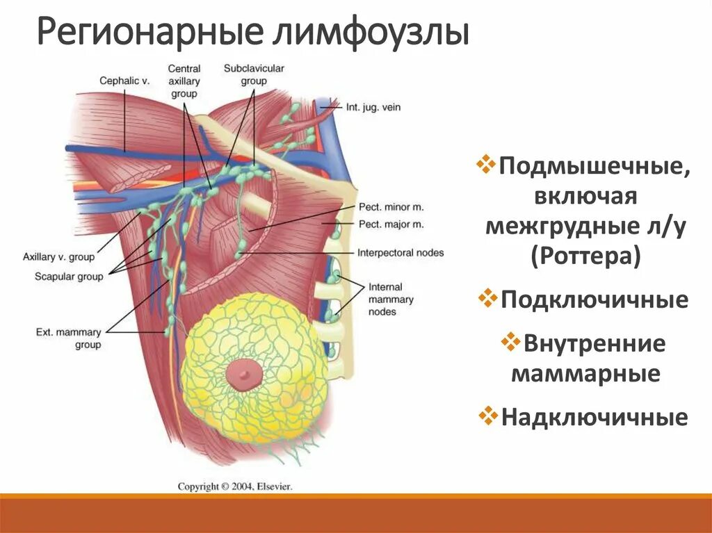 Лимфоузлы молочных желез норма. Регионарные лимфатические узлы. Молочная железа регионарные лимфатические узлы. Регионарные лимфатические узлы схема. Подмышечные лимфатические узлы.