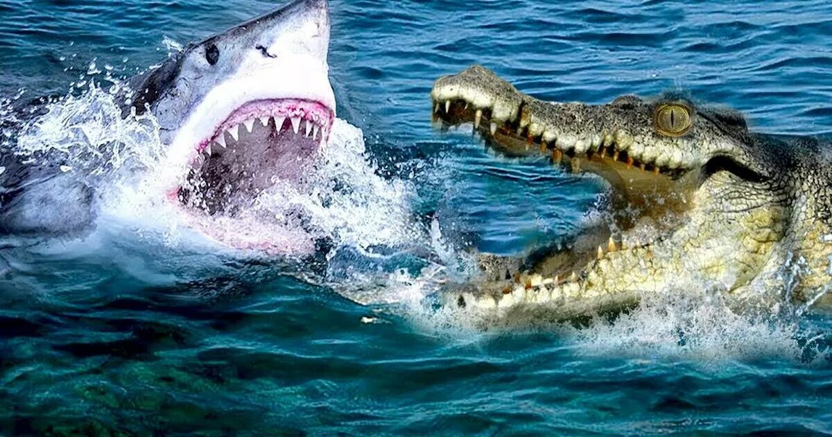 Нападения рыба. Гребнистый крокодил и акула. Гребнистый крокодил против акулы. Белая акула против гребнистого крокодила. Гребнистый крокодил против большой белой акулы.