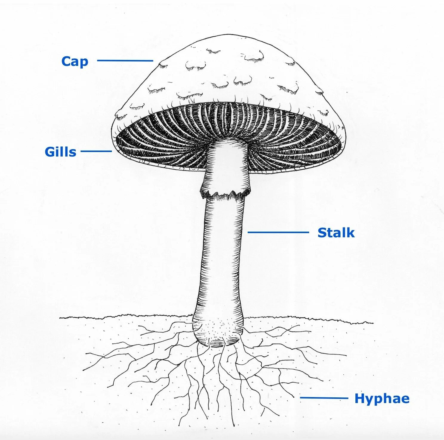 Строение грибов fungi. Mushroom structure. Mushroom Parts. Гриб рисунок биология. Mushroom глагол