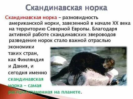 Норка предложение