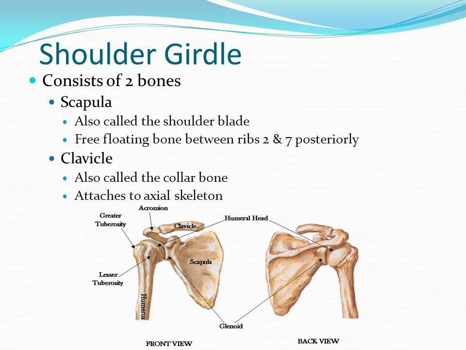 The bones consist of. Shoulder girdle. shoulder bones. humeral bone. shoulder axial.