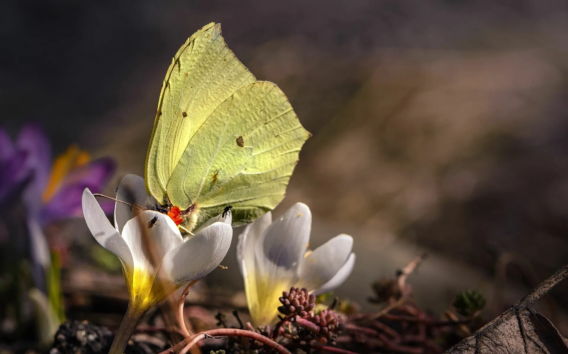 Увидеть бабочку весной. Бабочка лимонница крушинница. Бабочка лимонница весной. Бабочка лимонница макрофотография. Первые весенние бабочки.
