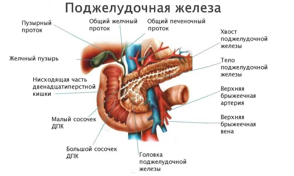 Железы и ферменты двенадцатиперстной кишки. Отделы поджелудочной железы анатомия. Строение 12 перстной кишки поджелудочная. Внутренние строение 12 перстной кишки схема. Анатомическое строение поджелудочной железы.