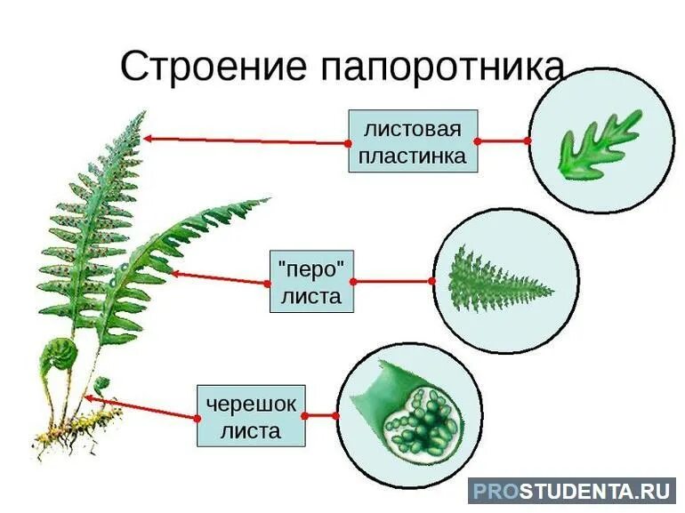 Какие особенности строения и физиологии папоротникообразных