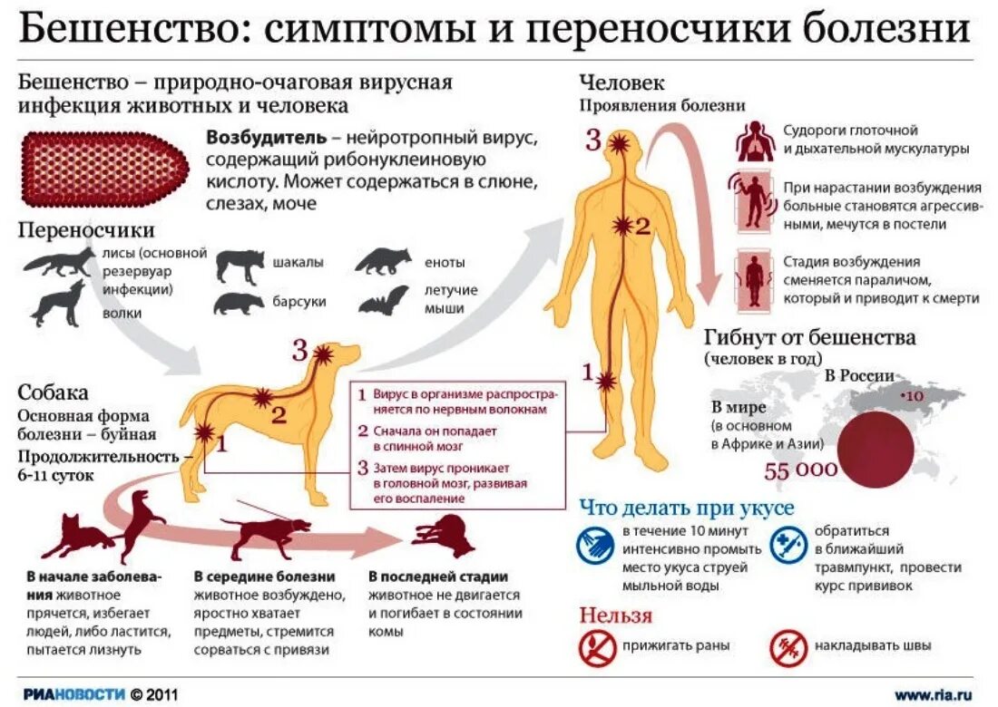 Болезни животных симптомы. Укусы больных бешенством животных симптомы. основные симптомы бешенства. основные клинические симптомы бешенства. бешенство симптомы инкубационный период.
