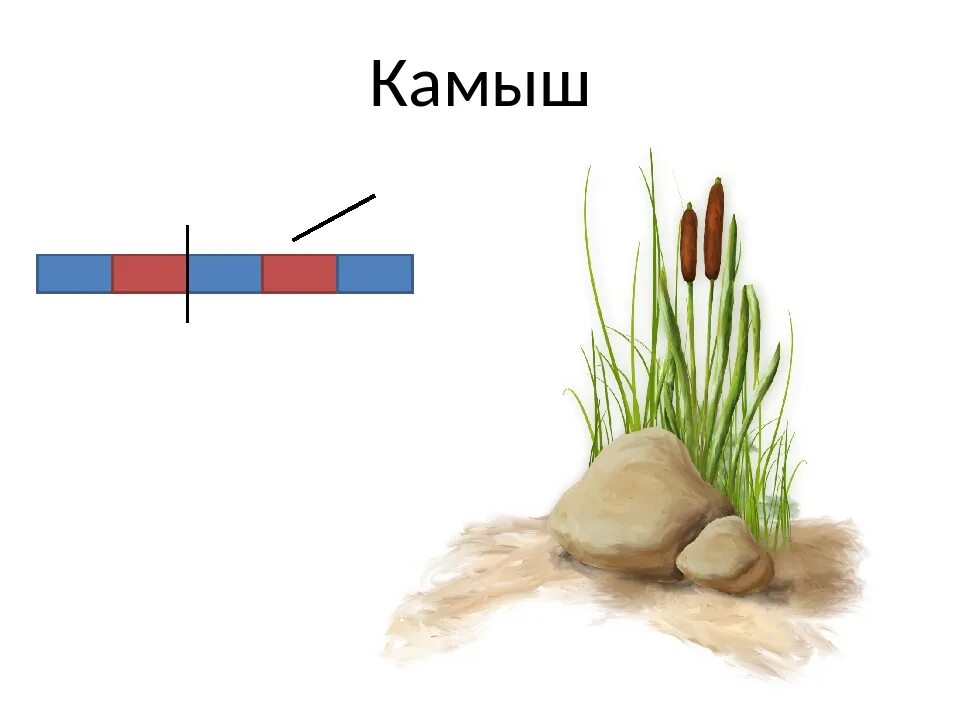 Окончание слова камышом. Камыш. Рогоз схема. Камыш карточка. Камыши звуковая схема.