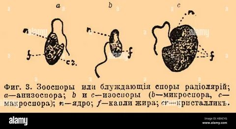 Является подвижной спорой зооспорой