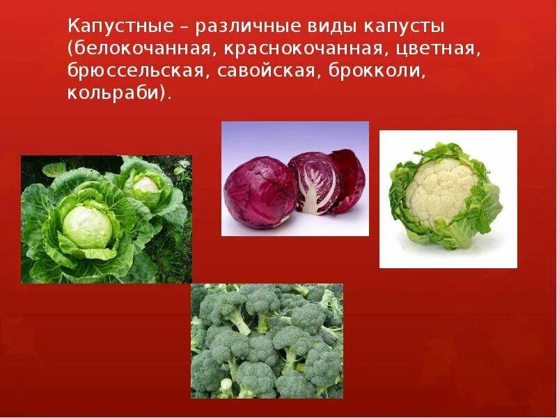 3 видов капустных. Семейство капустные. 3 видов капустных. Виды капусты. Цветная капуста белокочанная капуста кольраби.