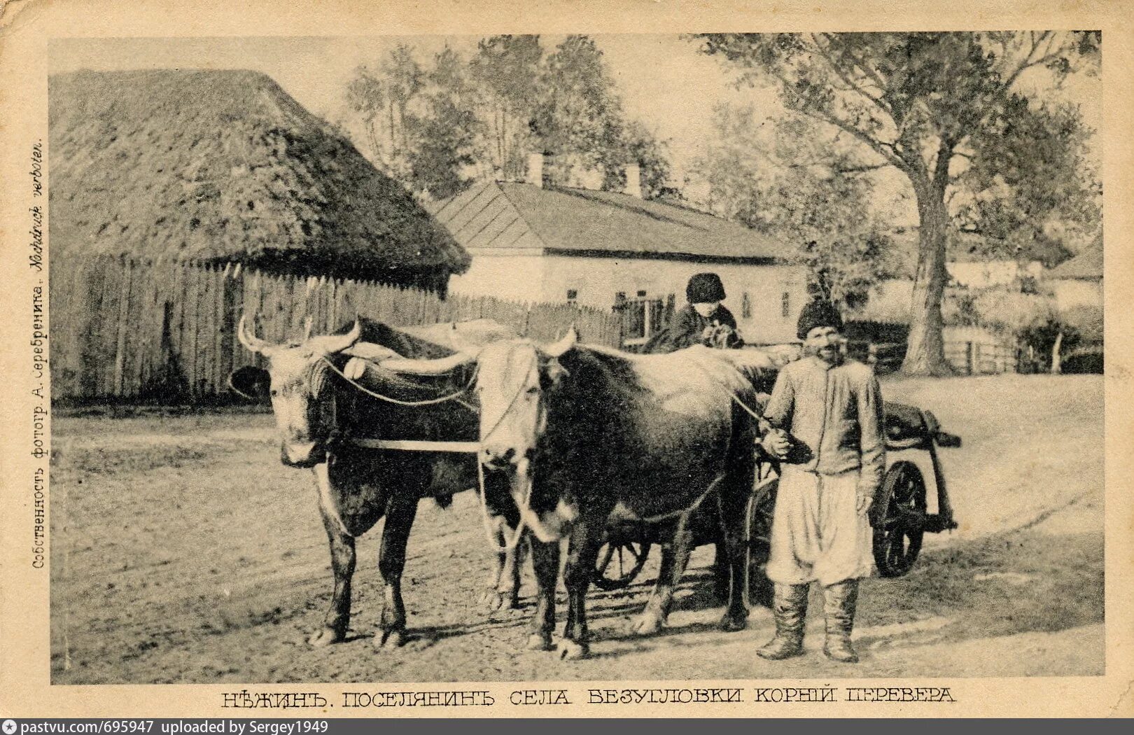 Корова в телеге. Старого вола. Повозка с буйволами. Пахота на корове. Старого вола.