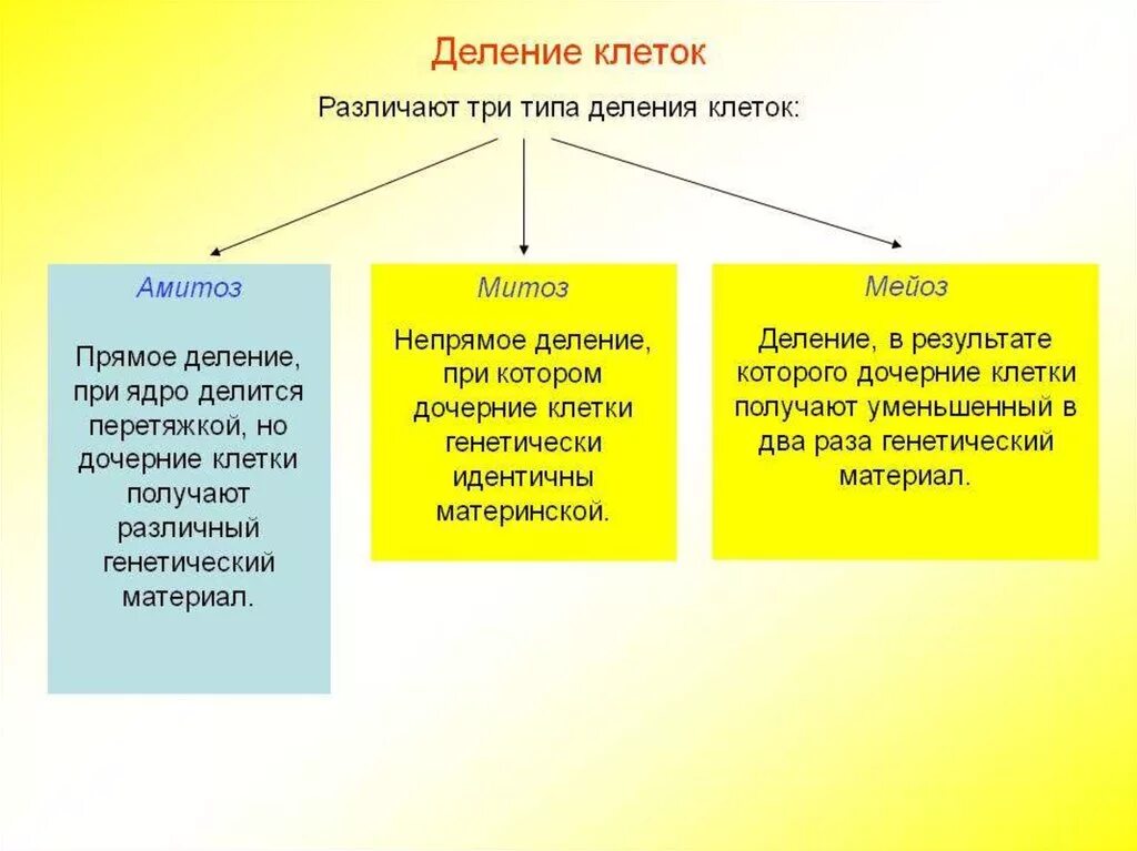 Способы деления клеток амитоз. Деление клетки типы деления клетки. 3 Способа деления клетки. Два способа деления клеток.