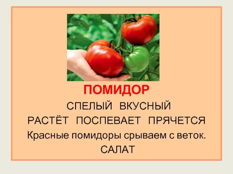 Помидор имя прилагательное подобрать. Предложение про помидор. Слово помидор. Предложение со словом помидор. Предложение со словом томат.