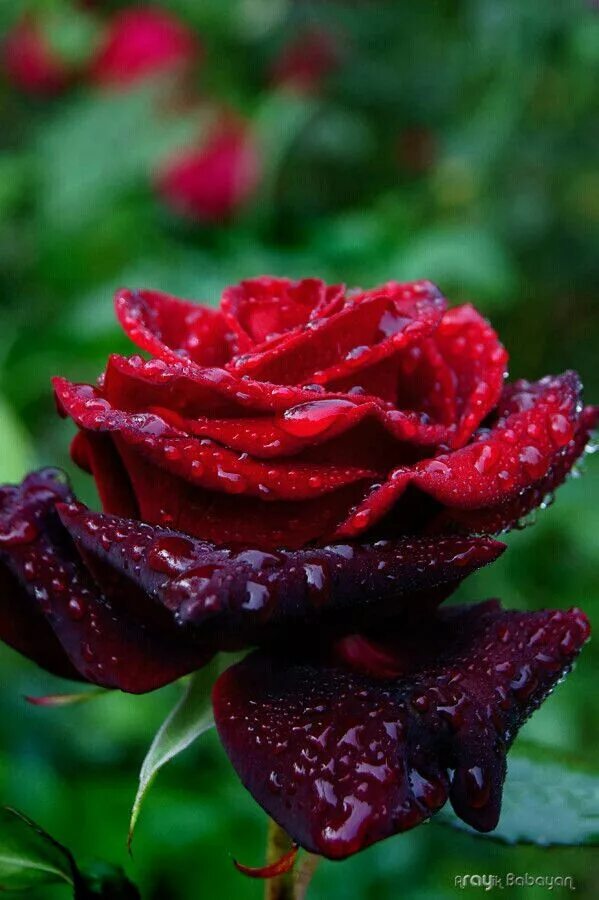 Видео как гудят сирены. Гулар расим. Тут гул. Гуллар расми. Роза растение.