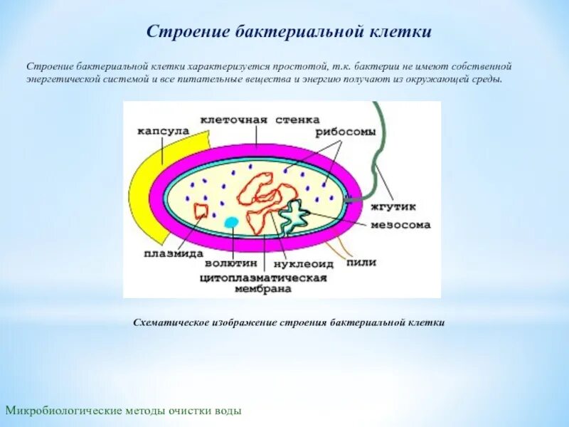 Какое строение у бактерий. Строение бактериальной микробиология. Рис. 2.2. Строение бактериальной клетки. Структура бактериальной клетки. Структура бактериальной клетки микробиология.