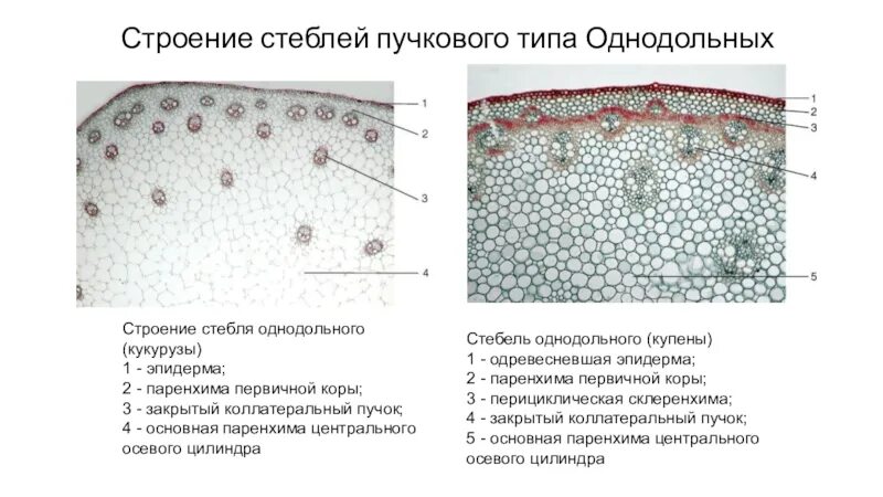 Однодольные растения ткани. Строение стебля однодольного растения кукурузы. Анатомическое строение стебля однодольных растений. Первичное Анатомическое строение стебля кукурузы. Первичное строение стебля купены.