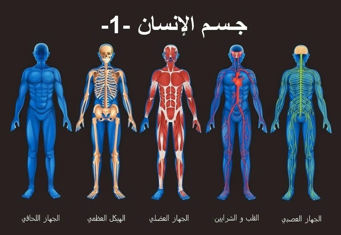 Высшие органы человека. Внутренние системы организма человека. Система органов человека фото. 10 Систем органов человека. Внутренний заболевание человека. Организм человека.