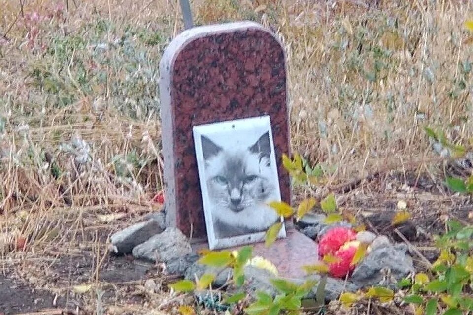 Где хоронят животных. Кладбище домашних животных волгоград спартановка. кладбище домашних животных. могилки кошек. кладбище домашних животных могилы.