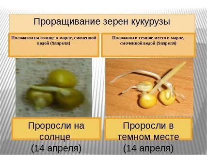 Прорастание семени кукурузы