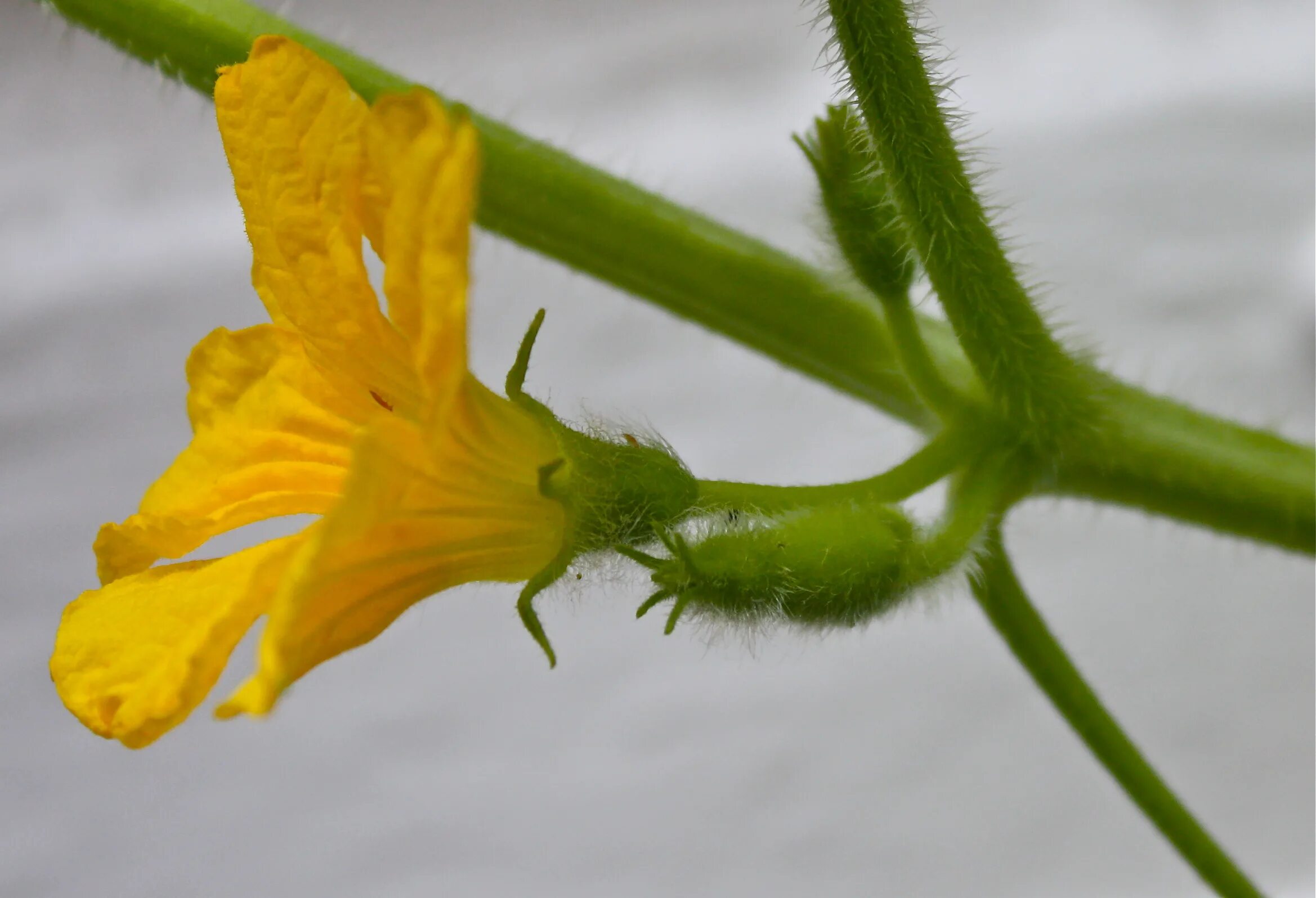 Мужские и женские цветы арбуза. Цветок дыни. Цветок арбуза. Мужские и женские цветы арбуза. Женский цветок арбуза.