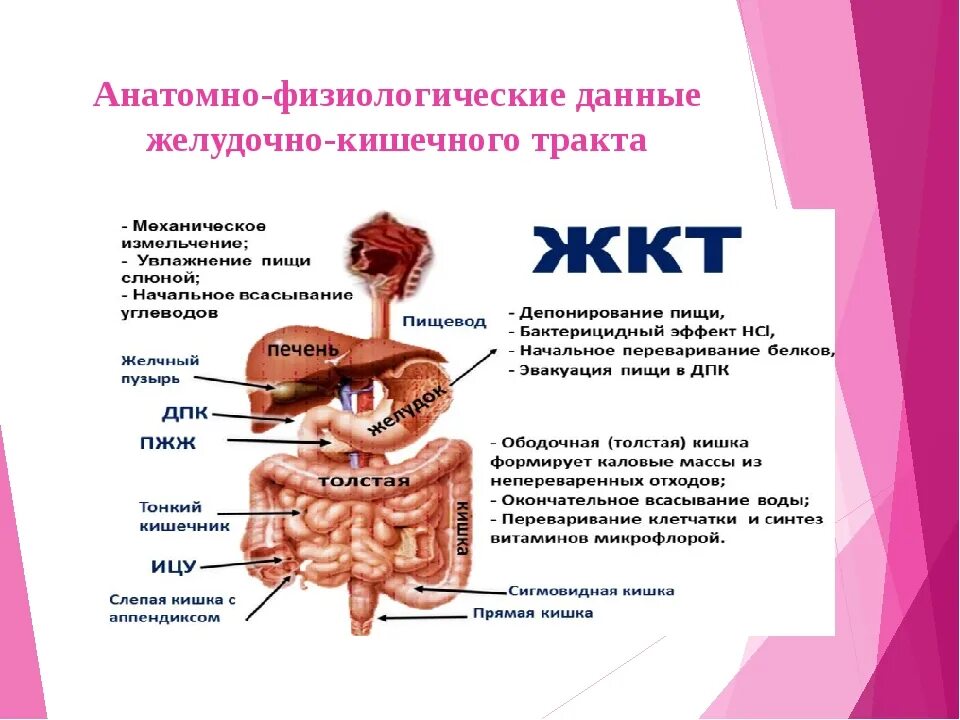 Как наладить жкт у взрослого. Болезни органов пищеварения. органы жкт. заболевания органов жкт. заболевания желудка и кишечника.