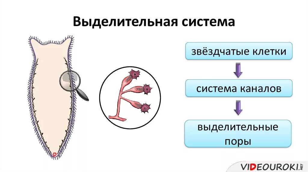 Выделительная система ресничных червей. Строение выделительной системы плоских червей. Класс Ресничные черви выделительная система. Строение выделительной системы планарии.