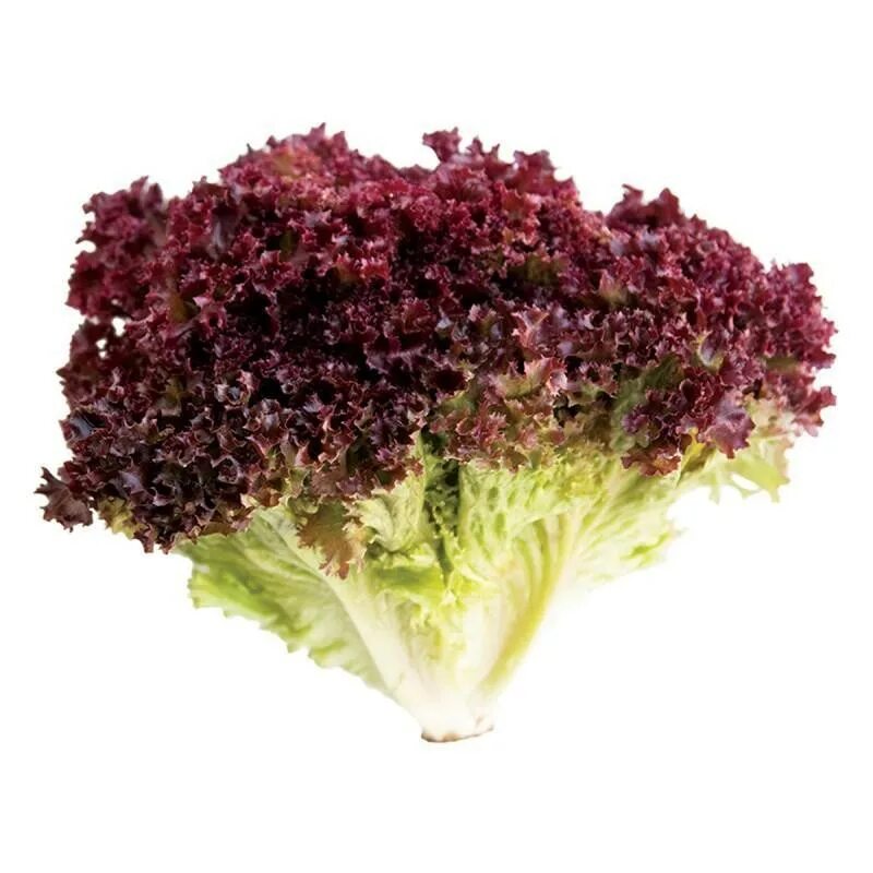 Салат лолло росса. Салат сорта лолло росса. Салат листовой лолло росса. Зелень лолло росса. Лолло россо.