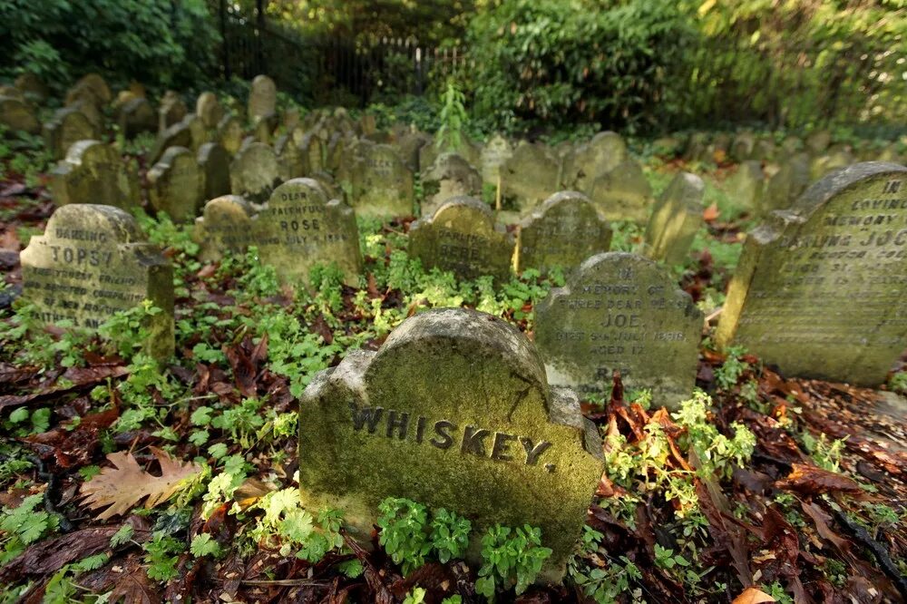 Pet cemetery. Кладбище животных гайд парк. Hyde Park Pet Cemetery гайд-парк. Кладбище домашних животных в гайд парке в Лондоне. Кладбище домашних животных гайд парк Лондон.