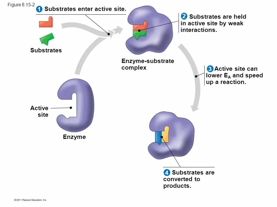 Enzymes structure. Regulation of pyruvate dehydrogenase. Complex of activity. Энзим актив. Pdh complex.