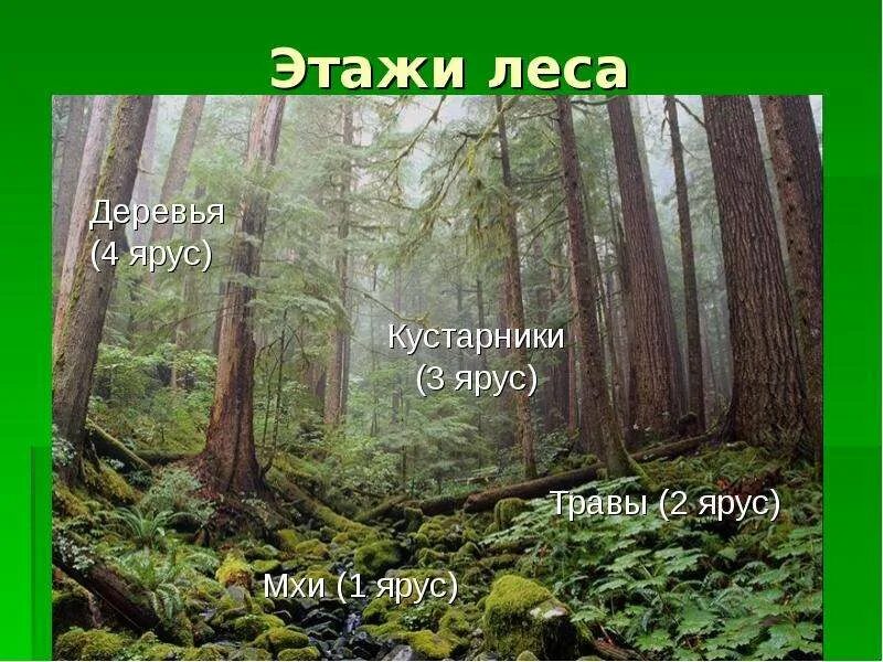 Деревья второго яруса