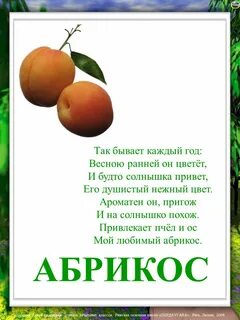 Текст абрикос