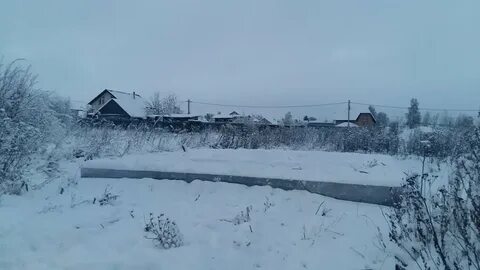 Кобралово купчино на сегодня