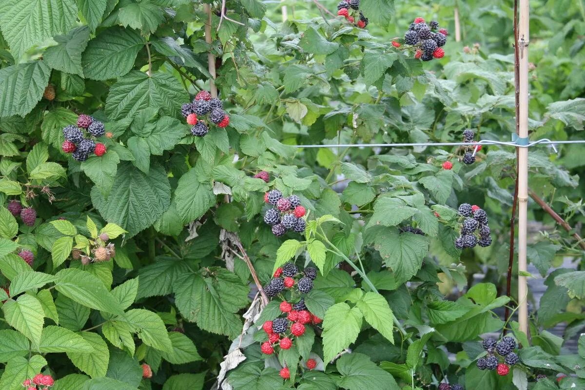 Малина черная Кумберленд. Ежемалина Блэк Джевел. Ежемалина Кумберленд. Малина Блэк Джевел куст.