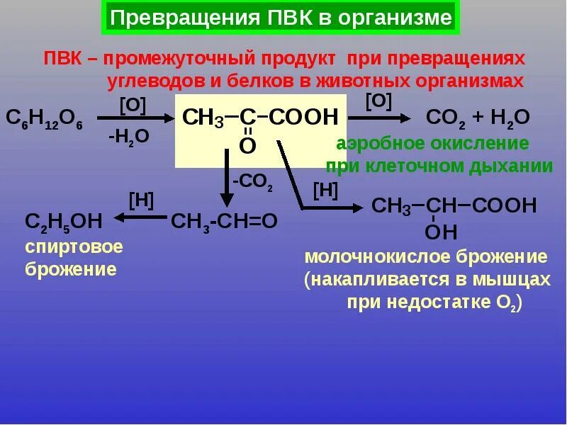 ПВК пировиноградная кислота. ПВК превращения в. Образование пировиноградной кислоты.