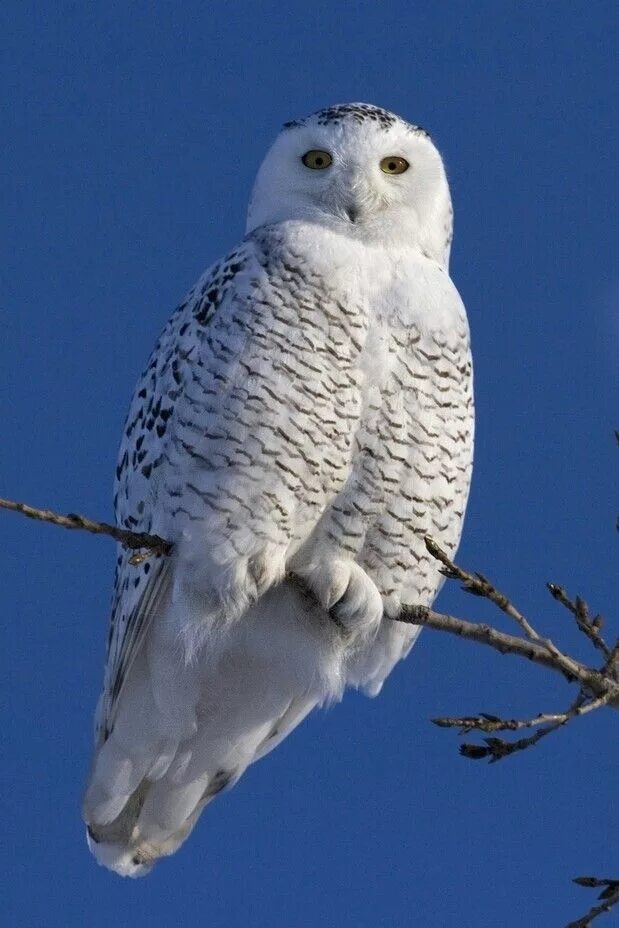 Как выглядит белый филин Natureismagic on Tumblr