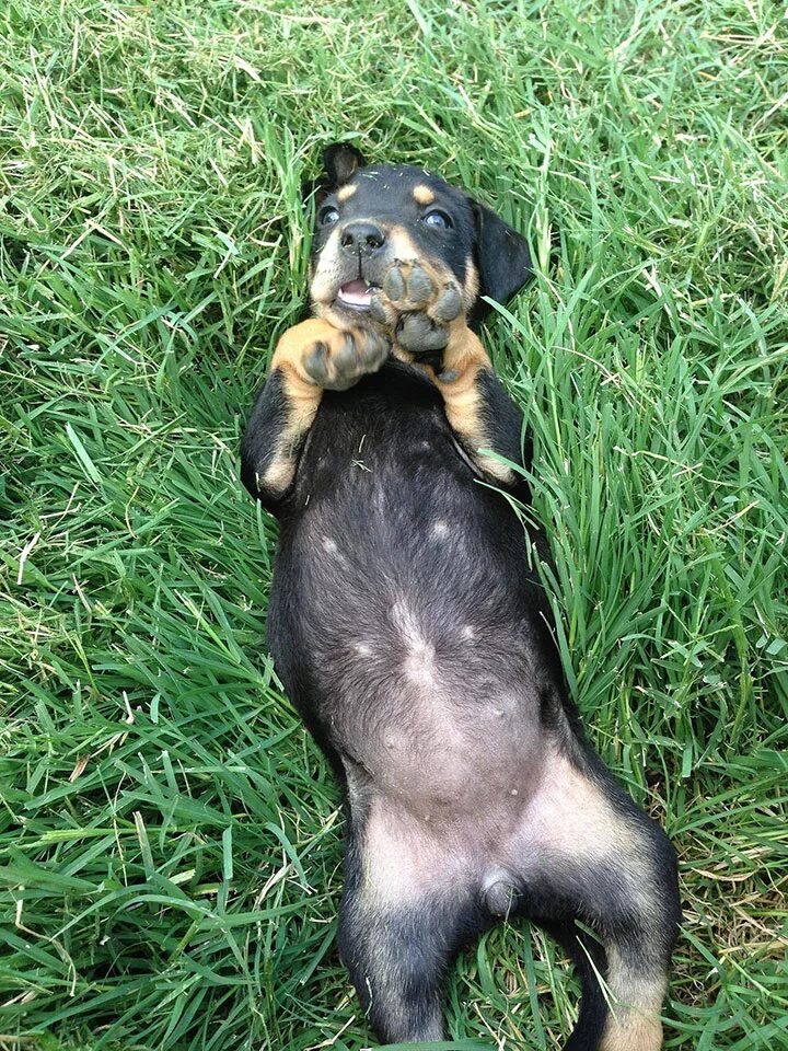 живот щенка. живот щенка. живот щенка. новорожденные щенки французского бульдога. живот щенка.