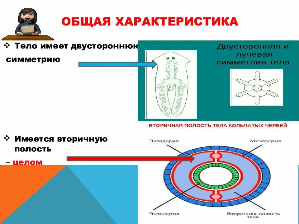 Имеет полость целом. Полость тела хордовых животных. Хордовые с вторичной полостью. Вторичная полость тела целом. Общая схема внутреннего строения хордового животного.