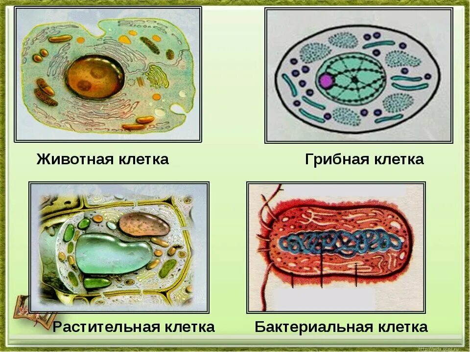 Животная растительная грибная бактериальная клетки