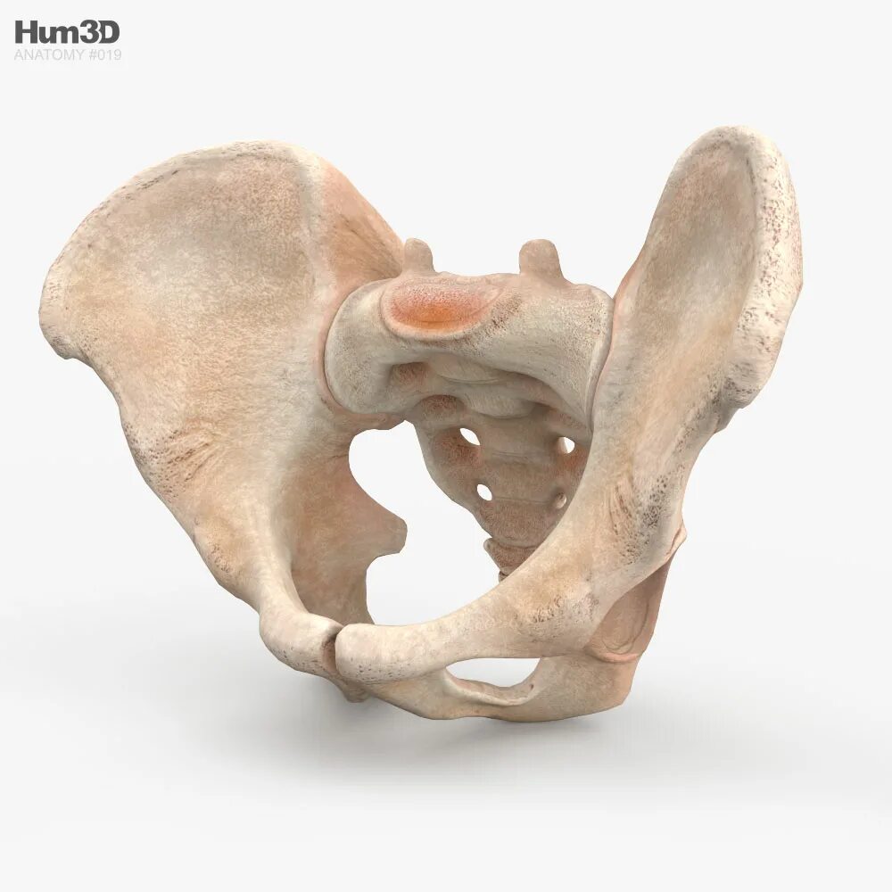 Три тазовые кости. Тазовая кость 3d. Pelvis 3d model. Таз скелета человека 3 д. Кости таза 3д.