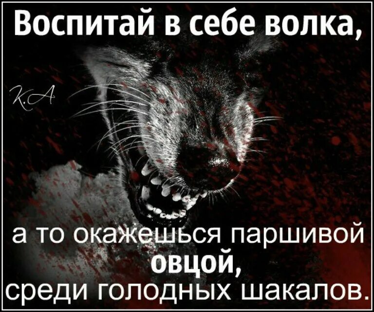 Паршивый значение. Цитаты про Волков и шакалов. Цитаты про людей шакалов. Волки и шакалы цитаты. Статус про шакалов.